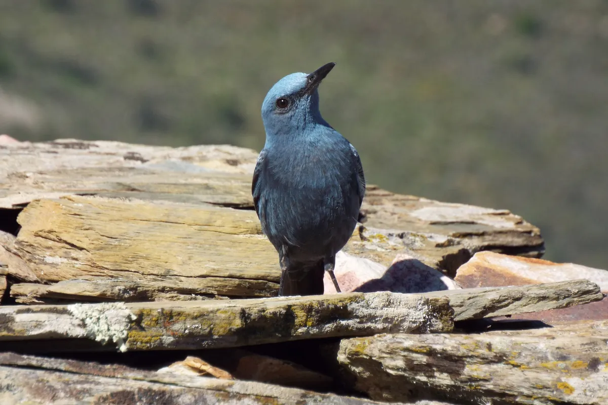 The blue rock thrush is a bird that lives up to its name! © Ian Parsons