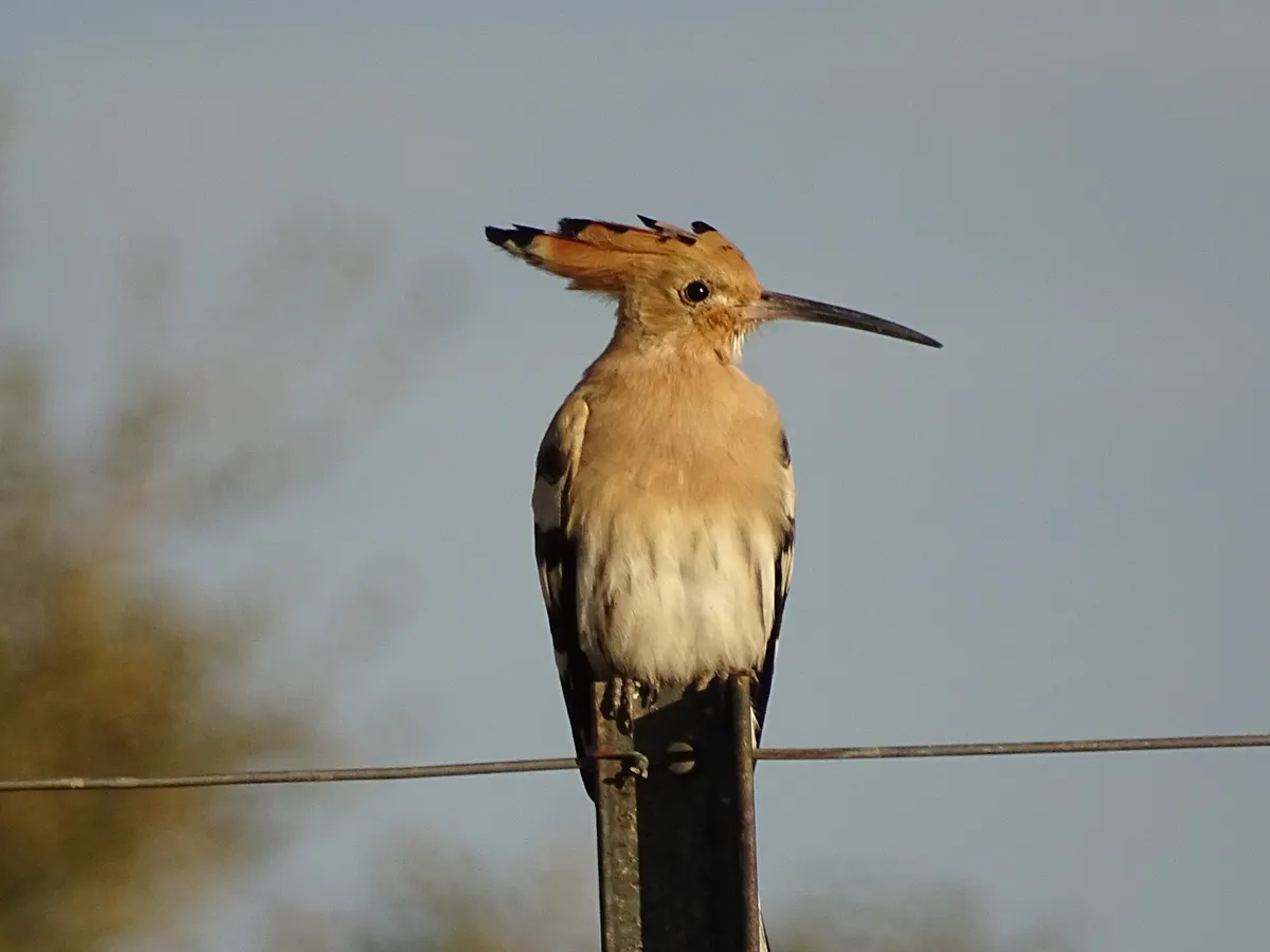 The wonderful hoopoe provides an onomatopoeic soundtrack throughout the year. © Ian Parson