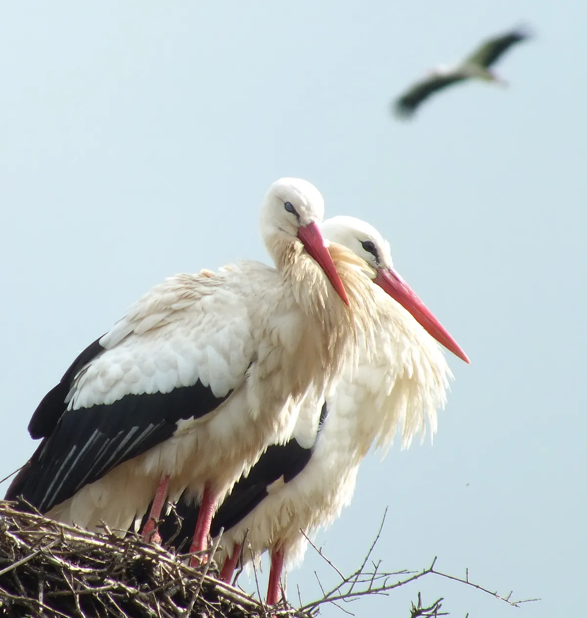 White storks are a common sight throughout the area, often nesting right in the heart of villages and towns. © Ian Parsons