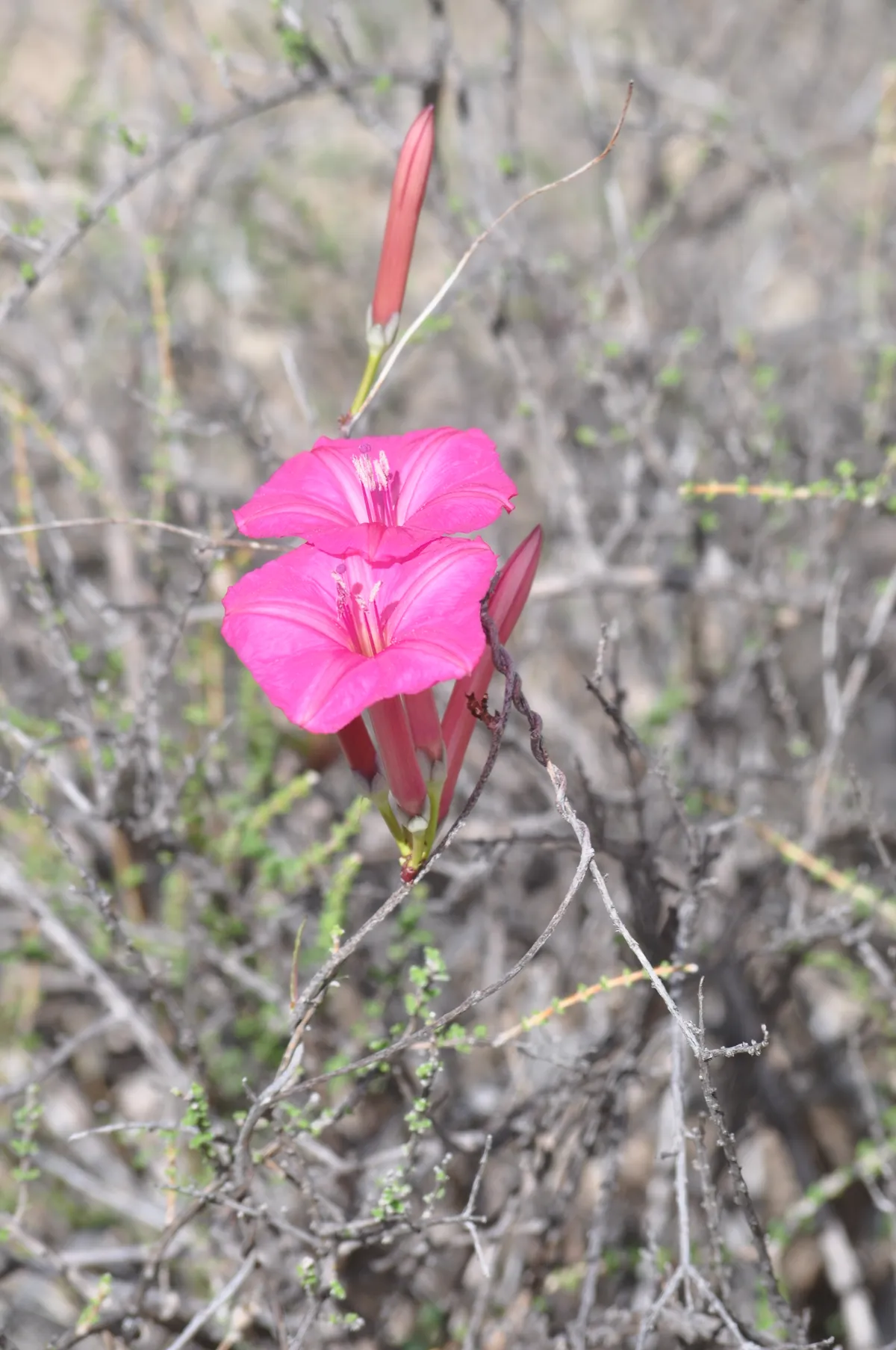 Ipomoea noemana is from the same family as the sweet potato and was well known by local communities before its official scientific naming. © Enoc Jara