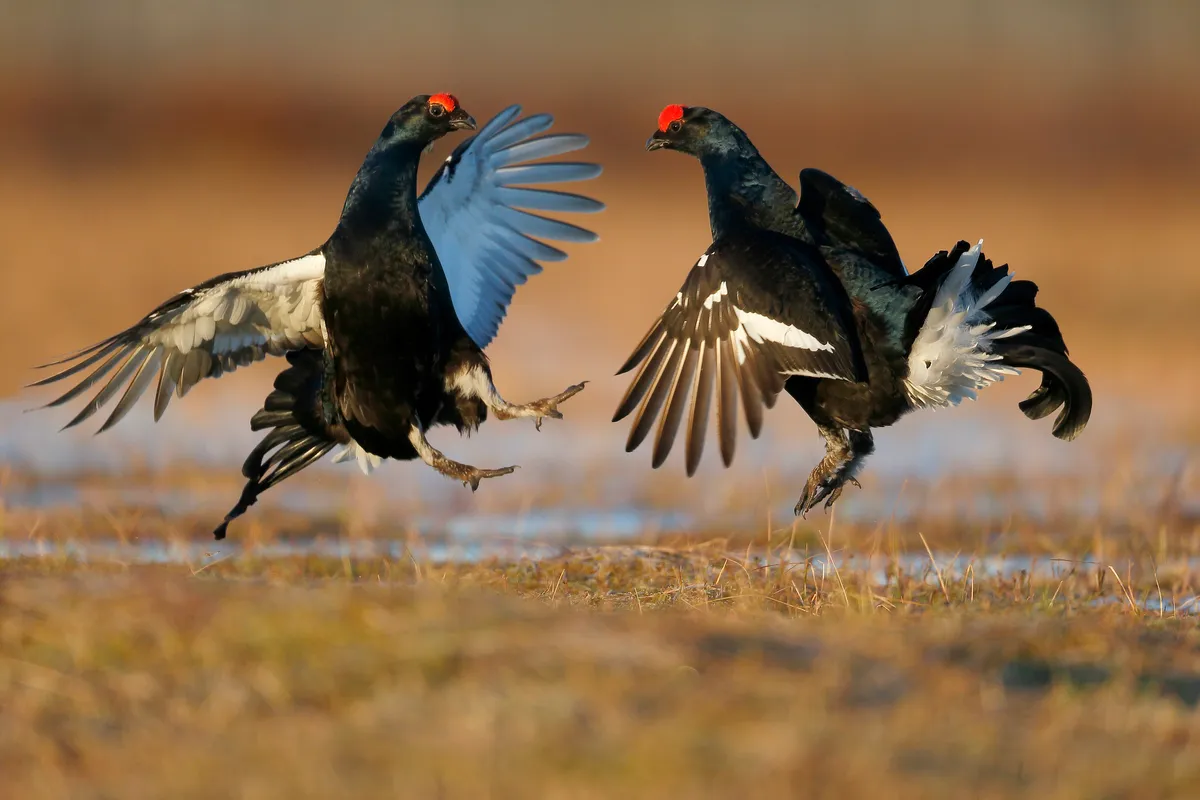 Two black grouse males fighting in marsh land, Finland. © Mike Lane/Getty