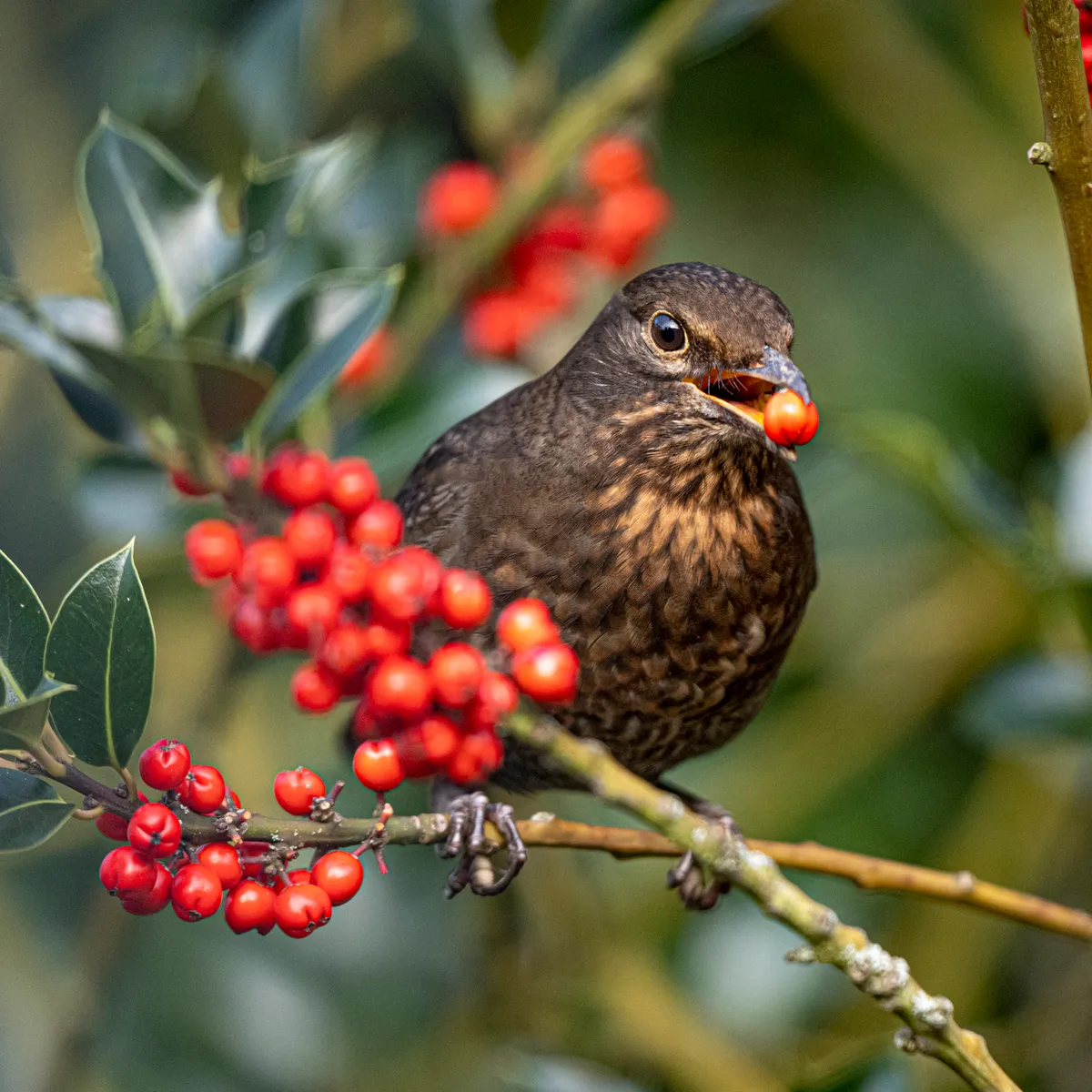 A female blackbird feeding on holly berries. © Michael Roberts/Getty