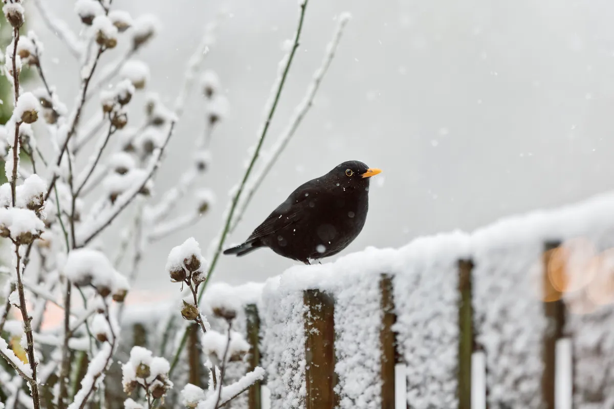 A common blackbird in The Netherlands. © Ellen van Bodegom/Getty