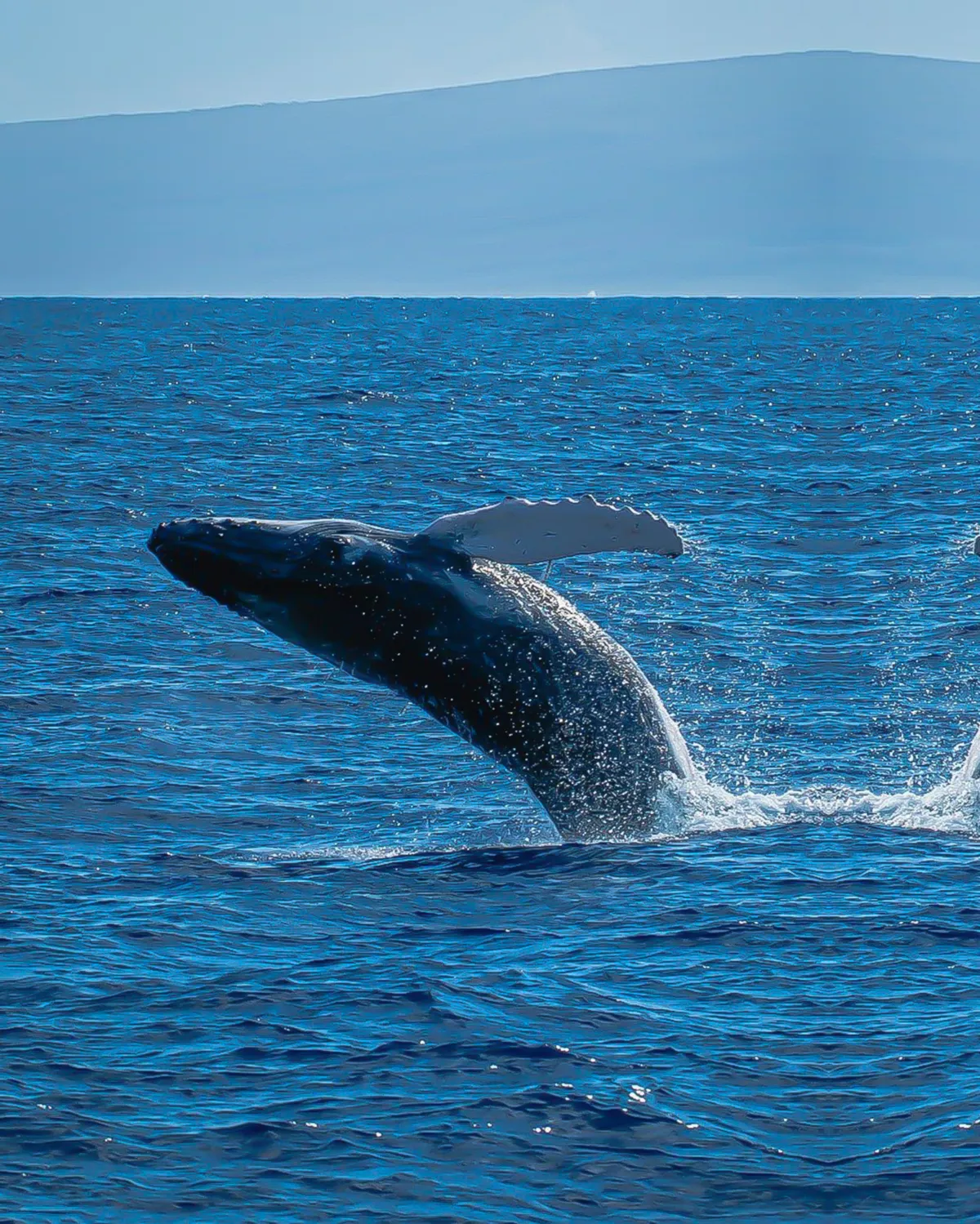 Blue whale jumping in water, Getty
