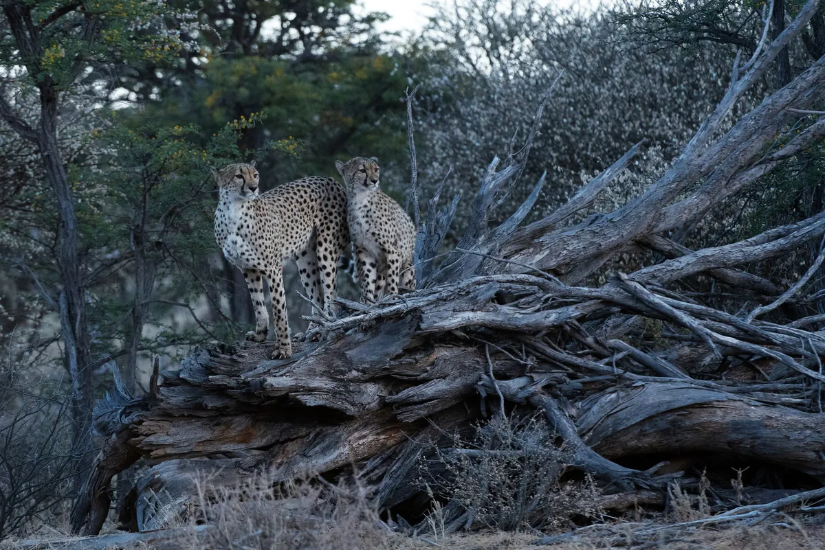 Savannah with one of her cubs sitting on top of a dead tree scanning the area for prey, Tswalu Kalahari, South Africa. © Mags Vorster/Hello Halo TV