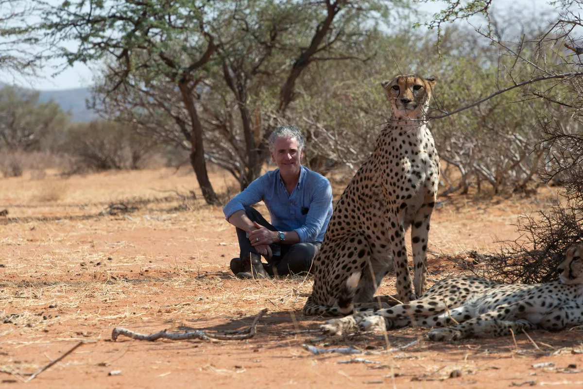 Gordon Buchanan with wild cheetah Savannah and her cubs in Tswalu Kalahari Reserve, South Africa. © Hello Halo TV