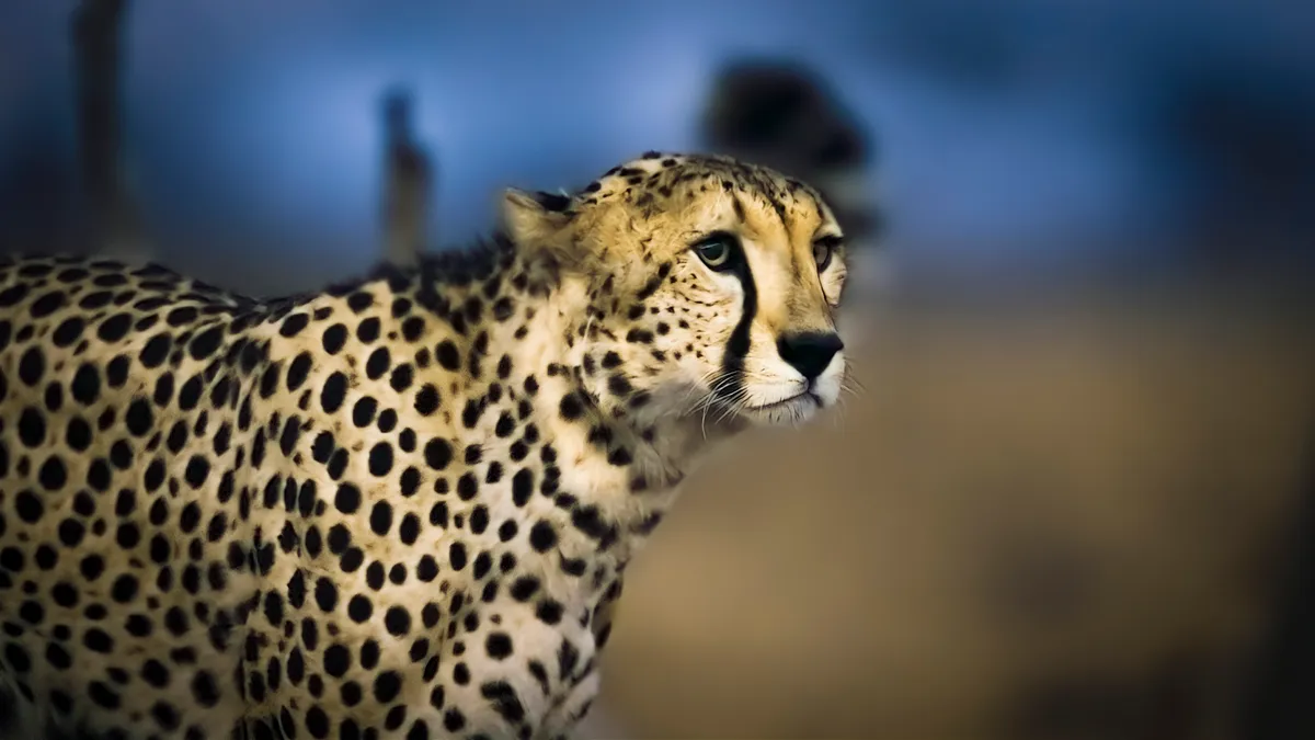 Cheetah. © MPG Films