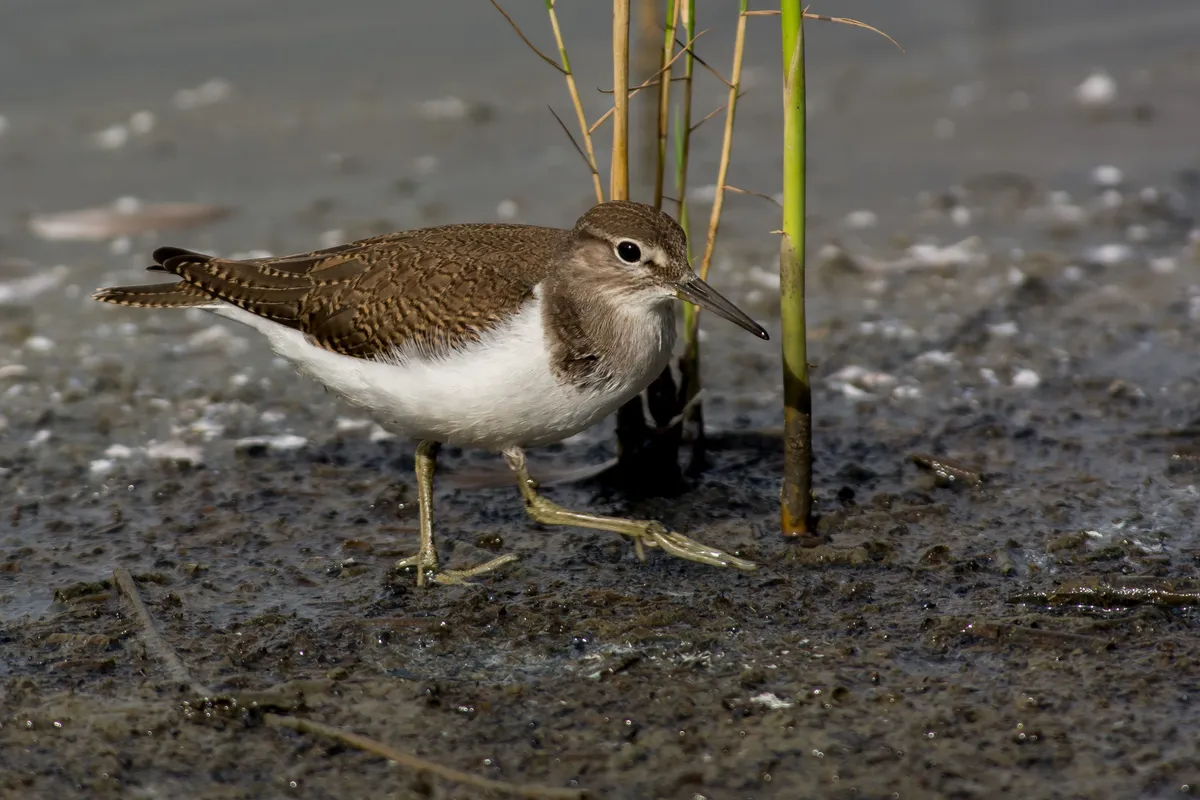 A common sandpiper on the west coast of Sweden. © Tommy Svensson/Getty