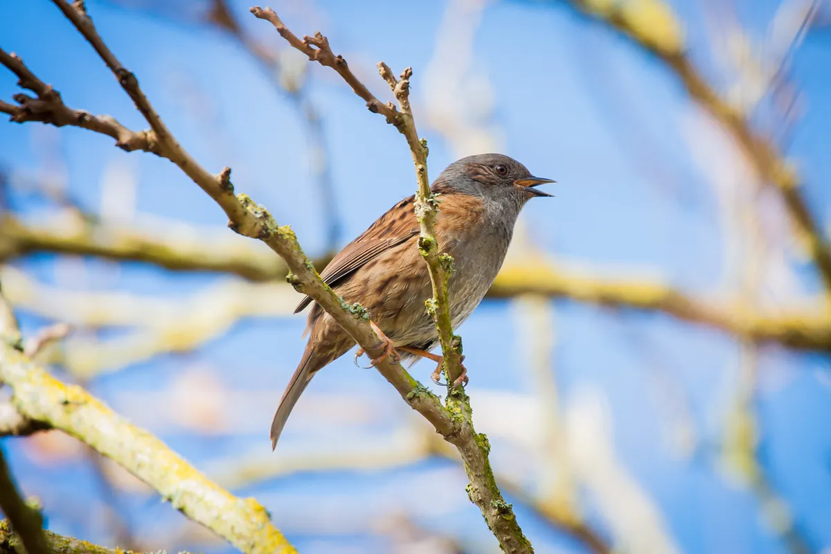 A dunnock sings from the bare branches of a tree in early spring. © Tom Podesta/Getty