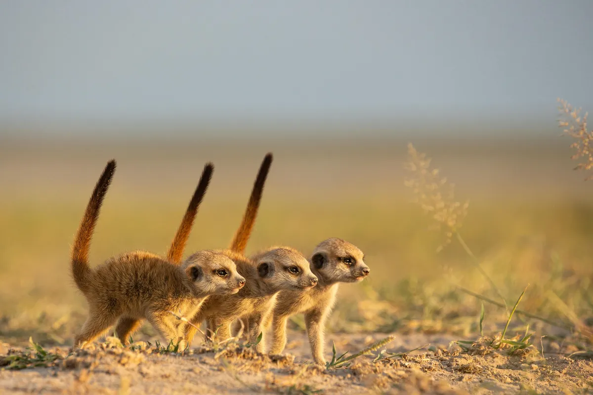 Three pups spot trouble in the Makgadikgadi, Botswana. © Greg Hartman