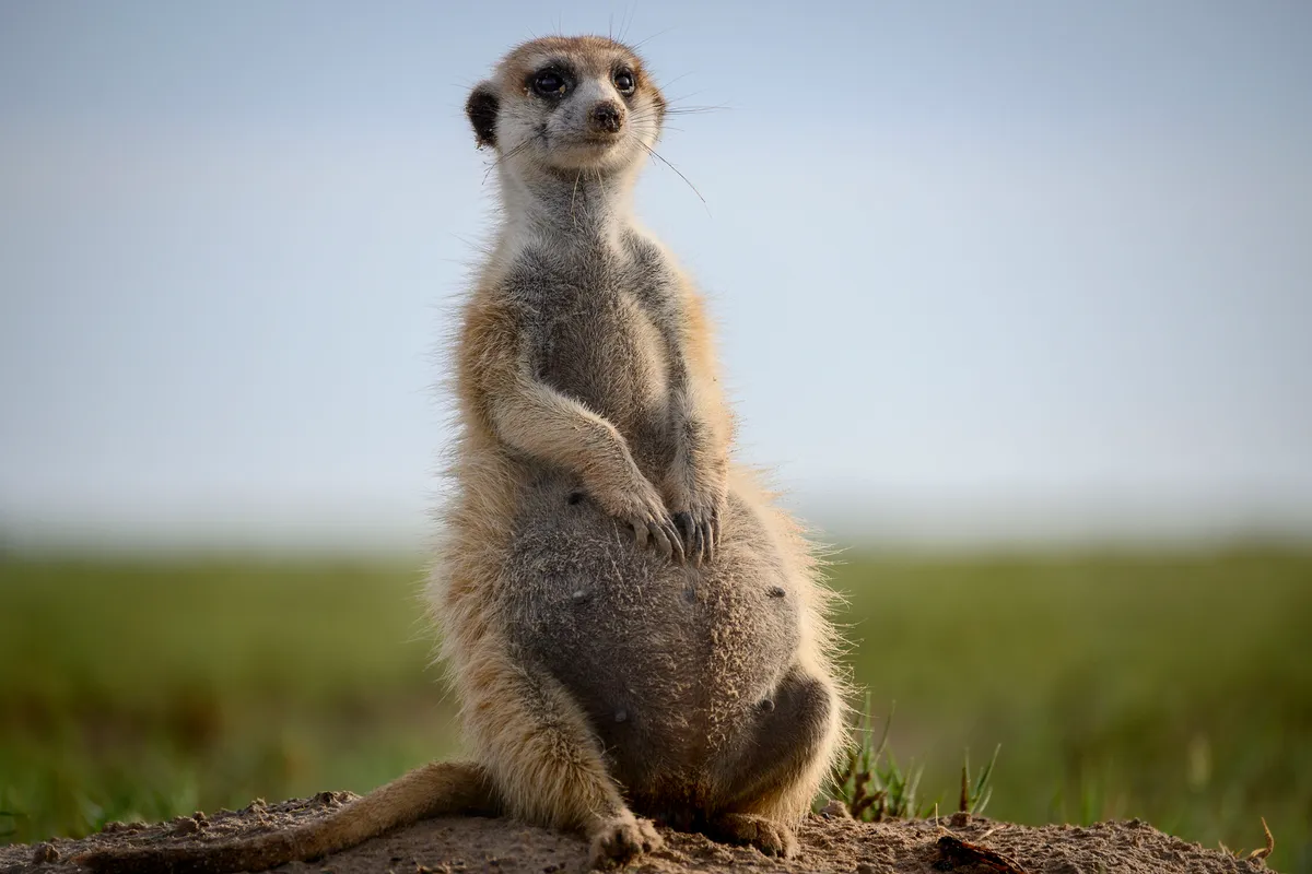 Maghogho, a young meerkat queen, sits close to the den whilst heavily pregnant! © Jess Webster/BBC NHU