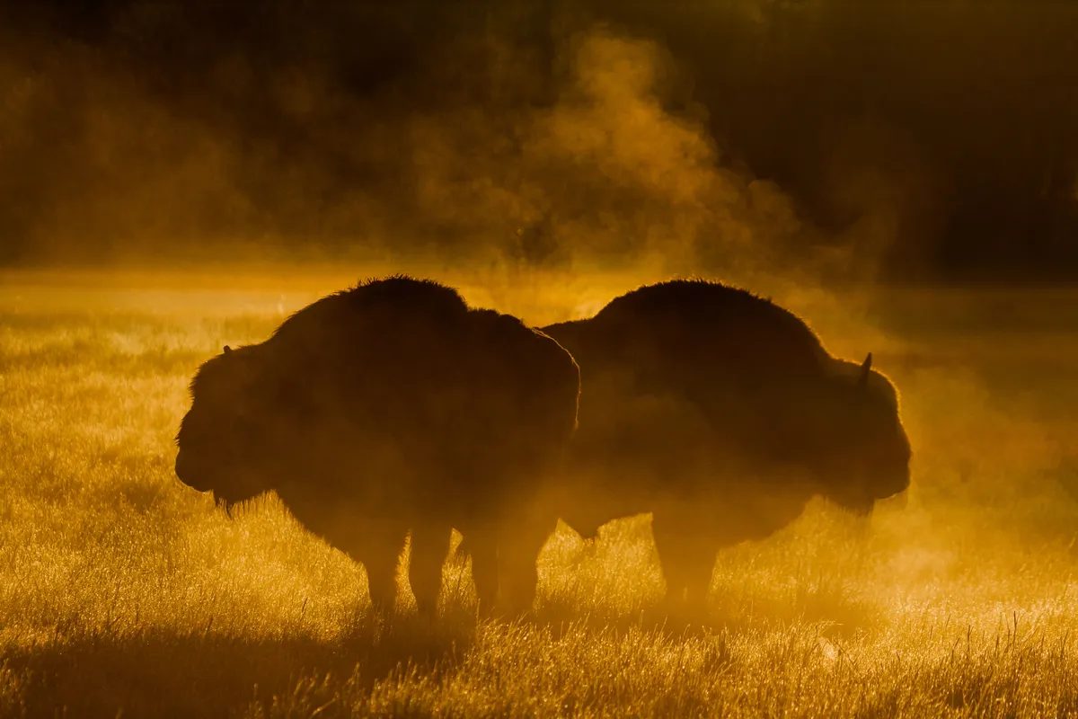 European bison. © Rafał Kowalczyk