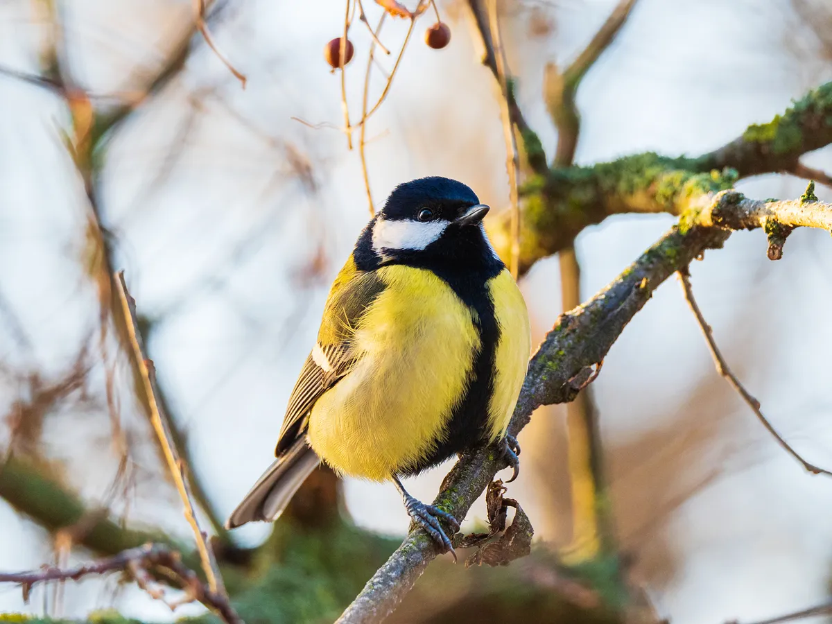 Great tit perching on the twig. © Torri Photo/Getty