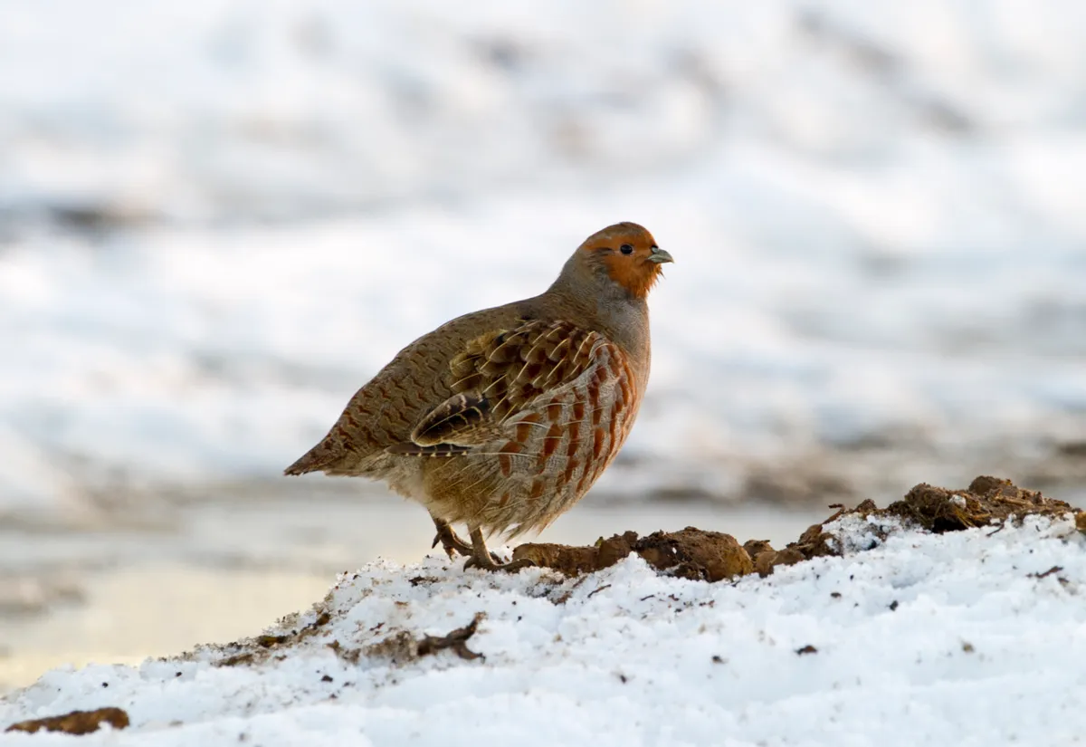 Grey partridge in the snow in Norfolk, UK. © David Tipling/Education Images/Universal Images Group/Getty