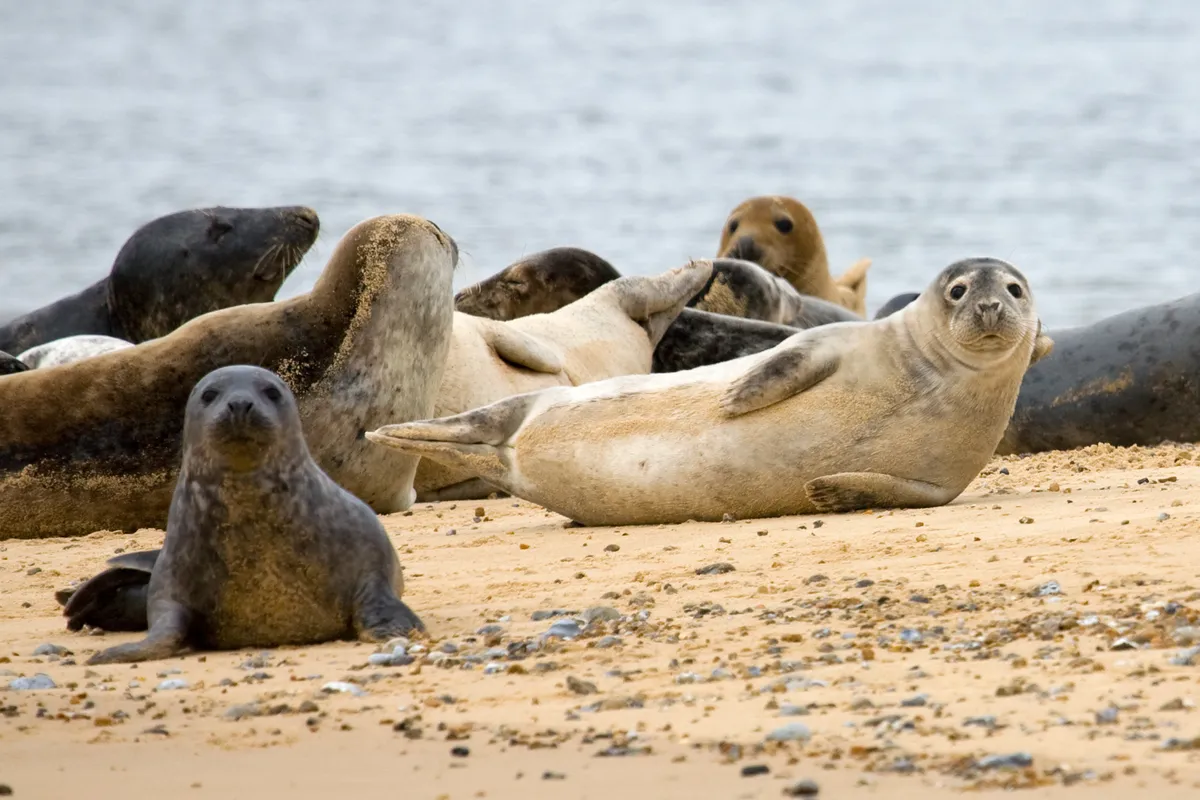 A juvenile colony of gret and common seal pups on the sand bars of Blakeney Point, North Norfolk