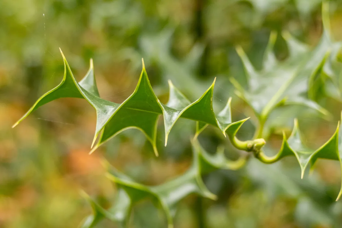 Close-up of holly leaves. © Angela Malone/EyeEm/Getty