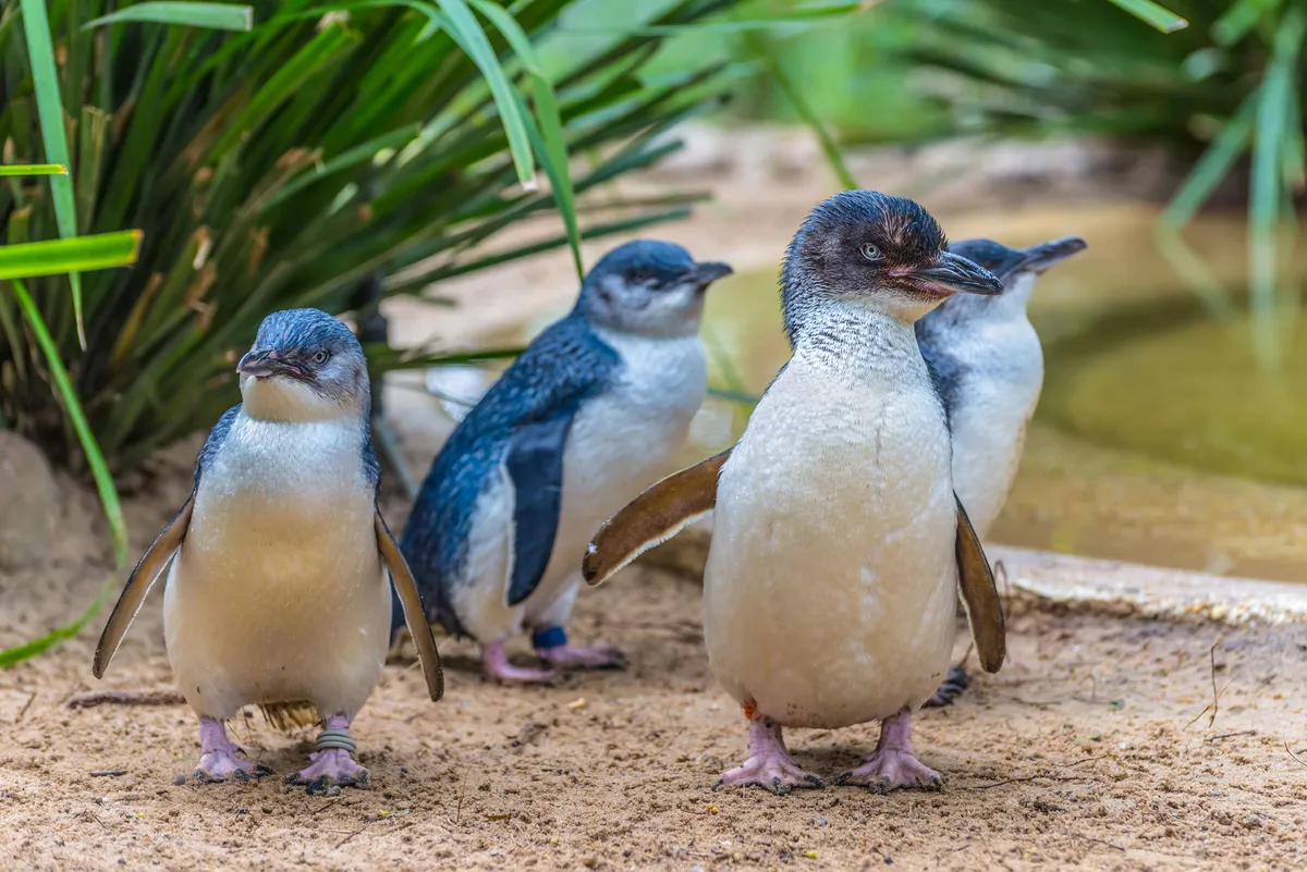 The little penguin, which lives in Australia and New Zealand, is the smallest penguin in the world. © Shutterstock
