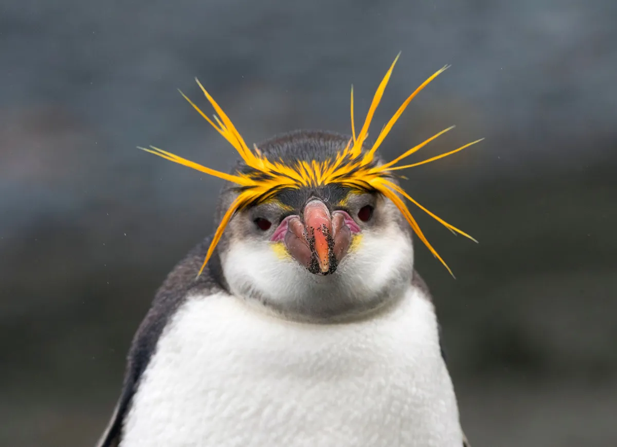 Royal penguins live in colonies thousands strong. © Shutterstock/Agami Photo Agency