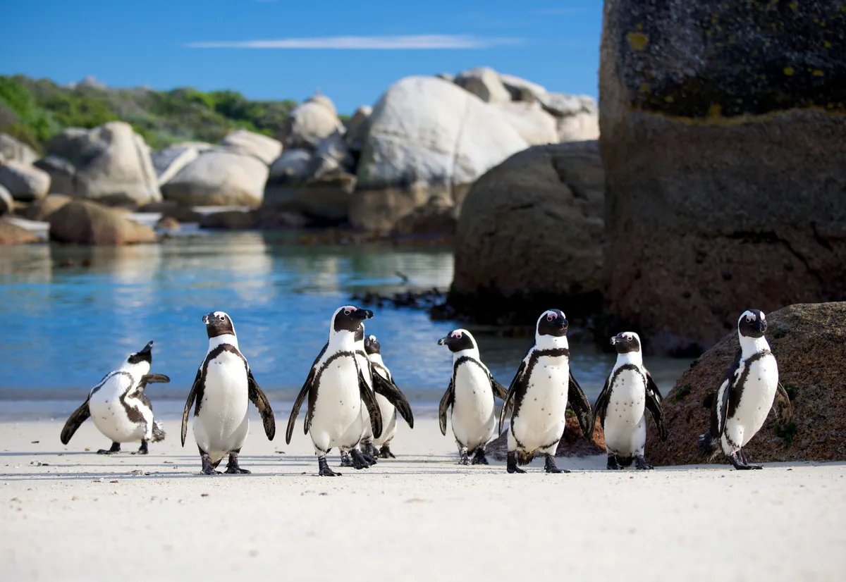 After a days fishing, African penguins land on Cape Town’s golden sands. © Shutterstock/Neil Bradfield