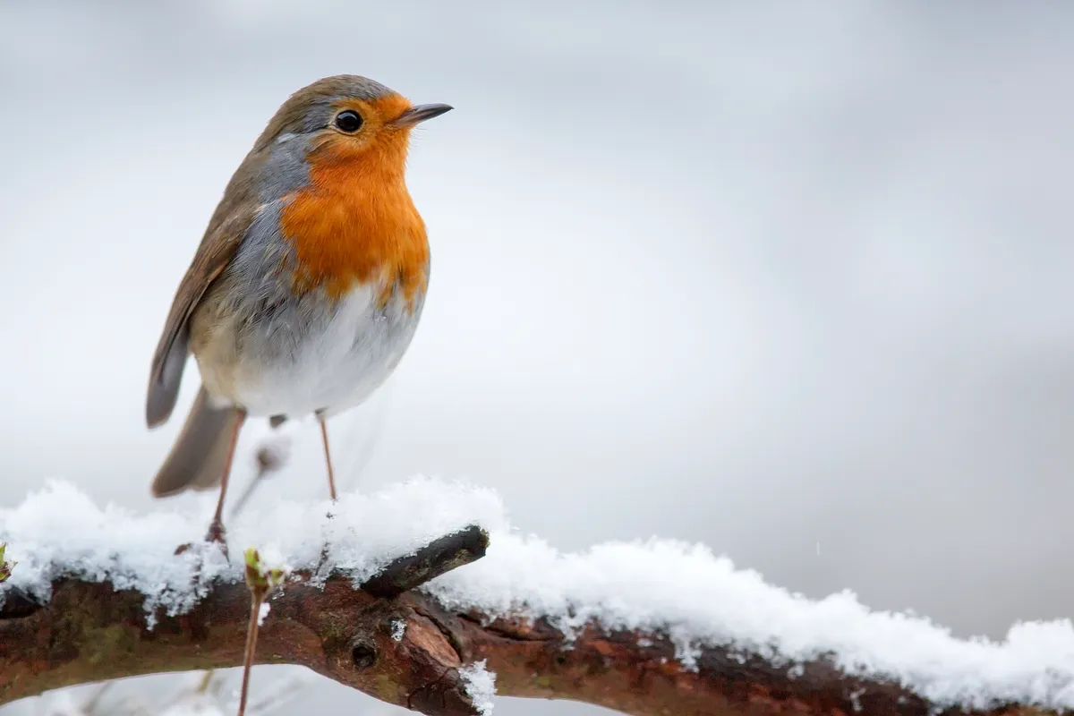 A robin perches on a snow-covered twig. © Andrew Howe/Getty