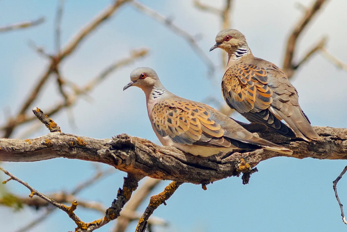 Two turtle doves perched in a tree, in Spain. © David López/EyeEm/Getty
