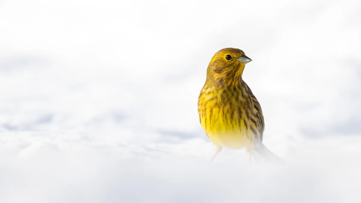A yellowhammer in the snow in Austria. © Reinhard Hoelzl/Getty