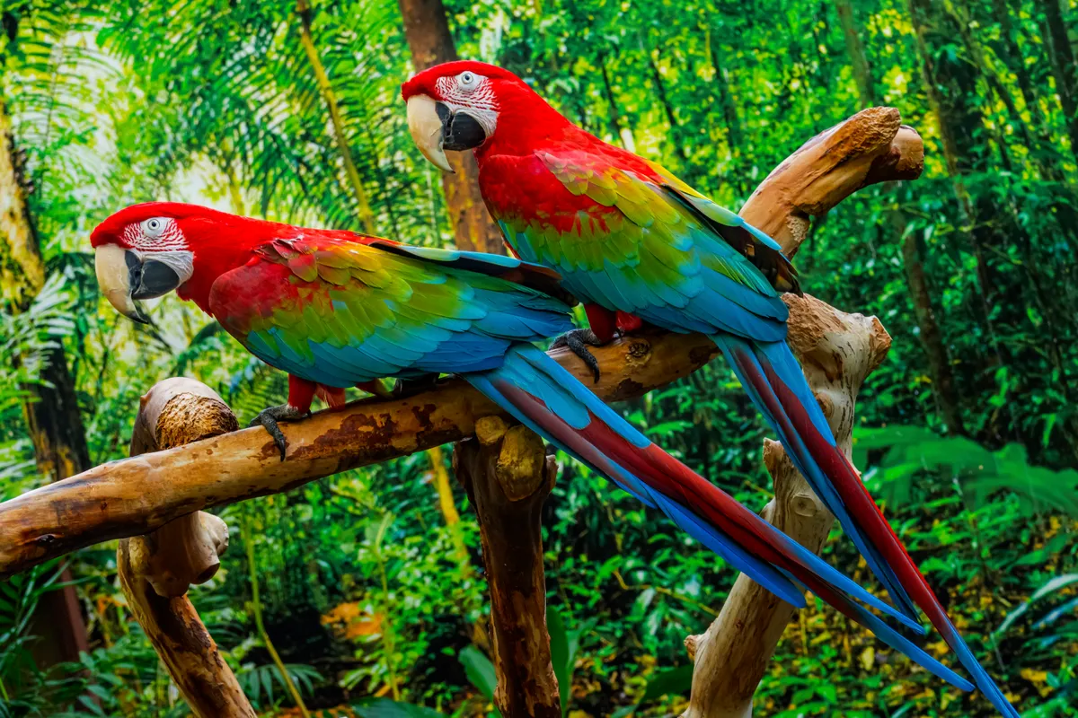 Green Wing Macaws, Getty