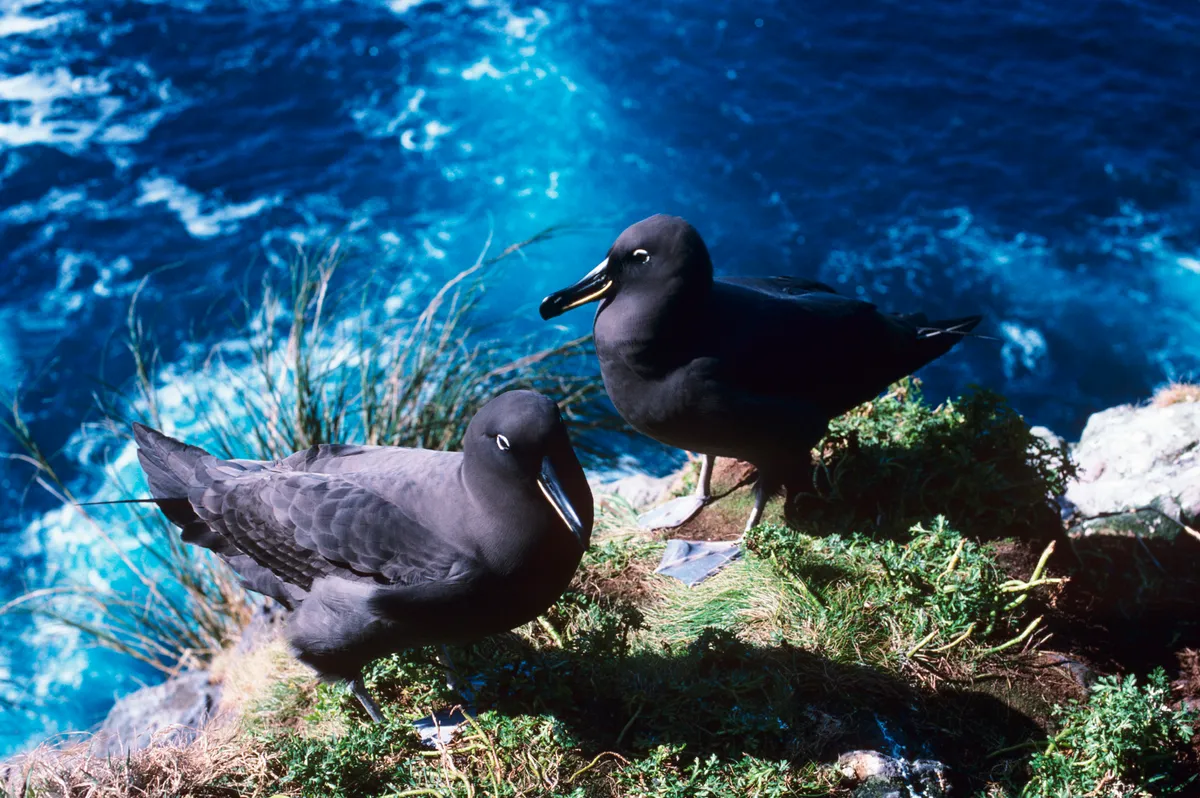 Sooty albatross, Phoebetria fusca, Getty