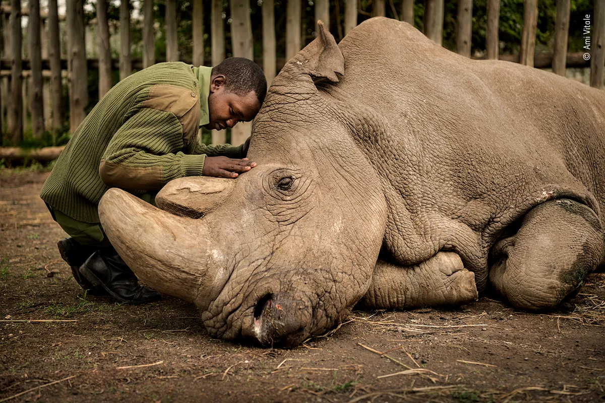 The last goodbye. © (Ami Vitale, USA)/Wildlife Photographer of the Year