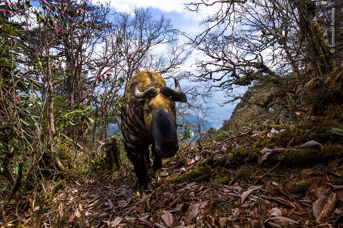Spirit of Bhutan. © Emmanuel Rondeau, (France)/Wildlife Photographer of the Year