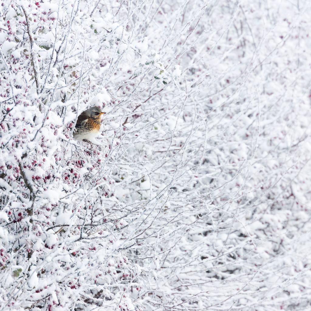 February Animals British wildlife in February - Discover Wildlife