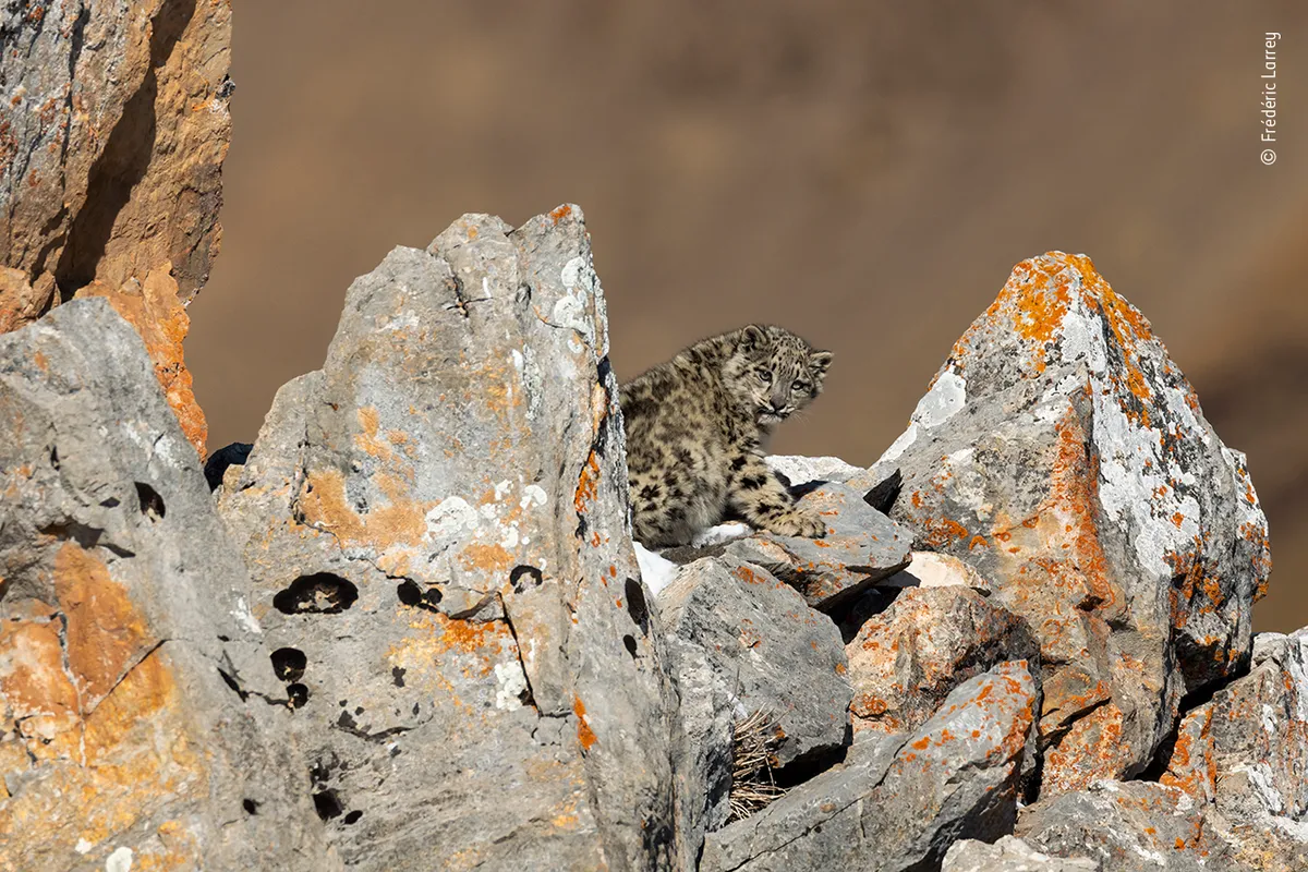 Baby on the rocks. © Frédéric Larrey (France)/Wildlife Photographer of the Year