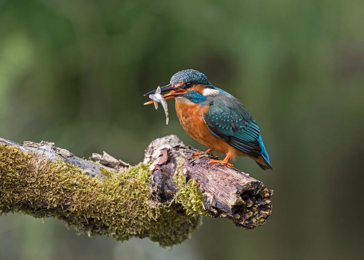 Common kingfisher in Sussex, UK. © Lillian King/Getty