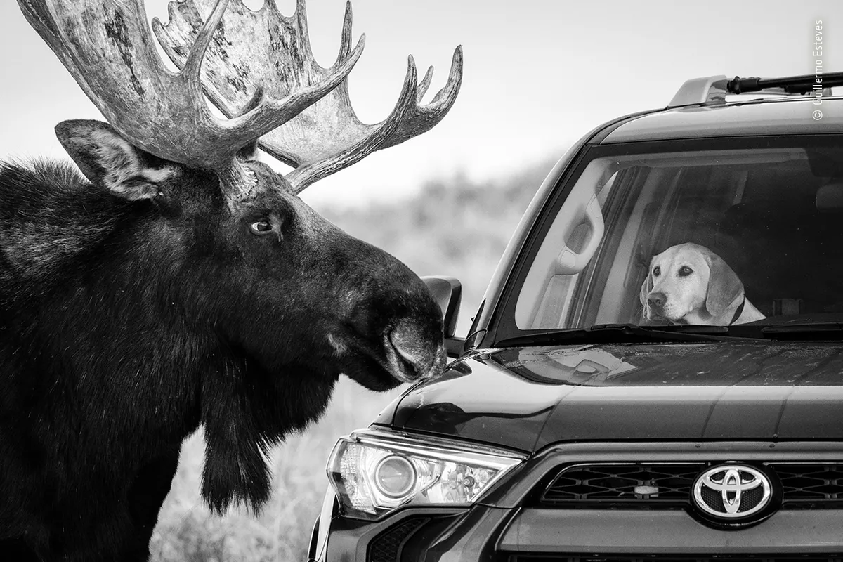 Close encounter. © Guillermo Esteves (USA)/Wildlife Photographer of the Year