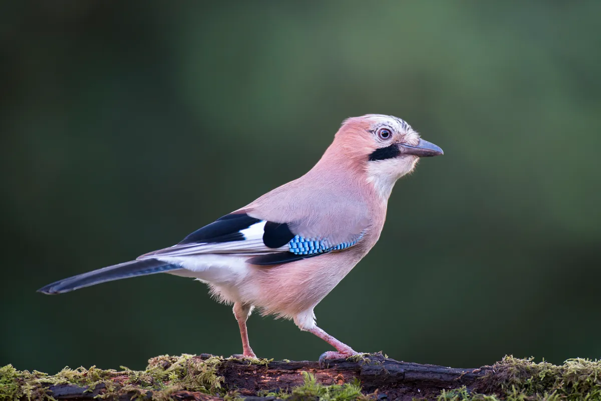Jay on moss-covered log in the Ashdown Forest, Sussex, UK. © James Warwick/Getty