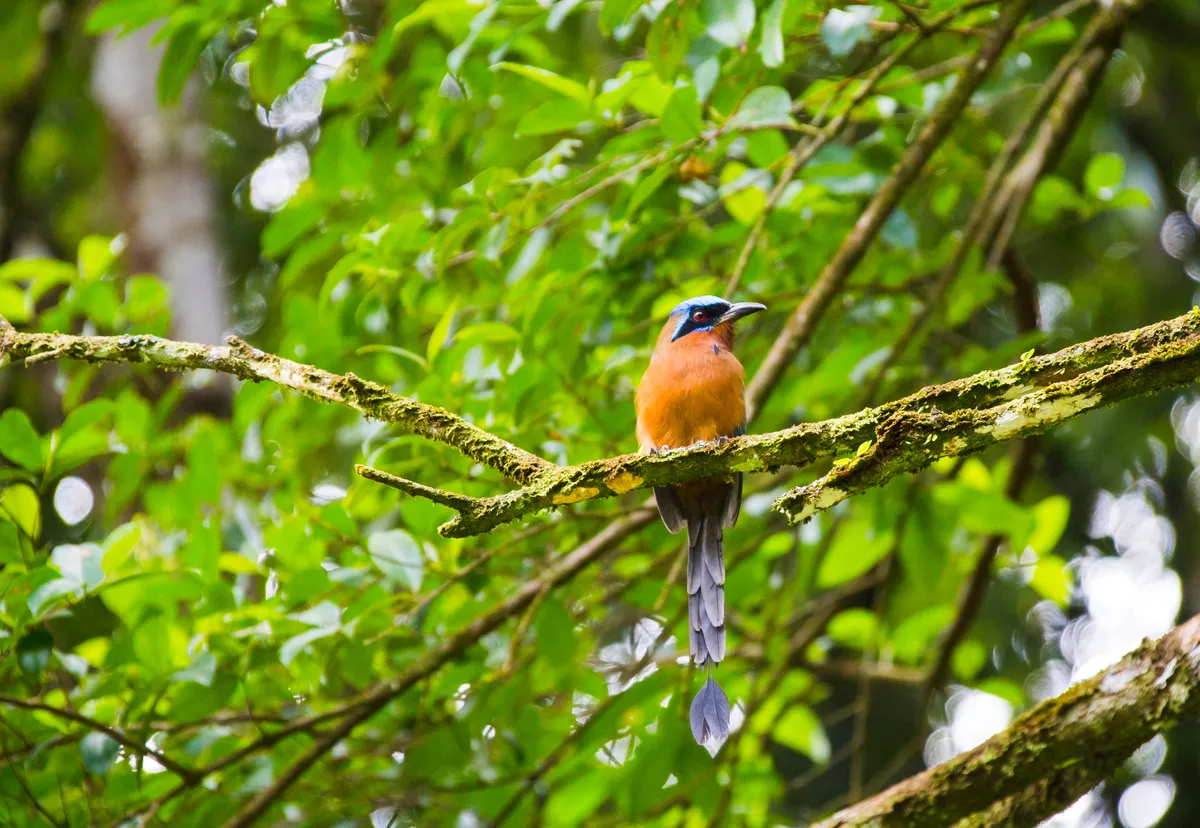 The Trinidad motmot (Momotus bahamensis) is a colourful near-passerine bird endemic to the forests and woodlands of Trinidad and Tobago/Credit: