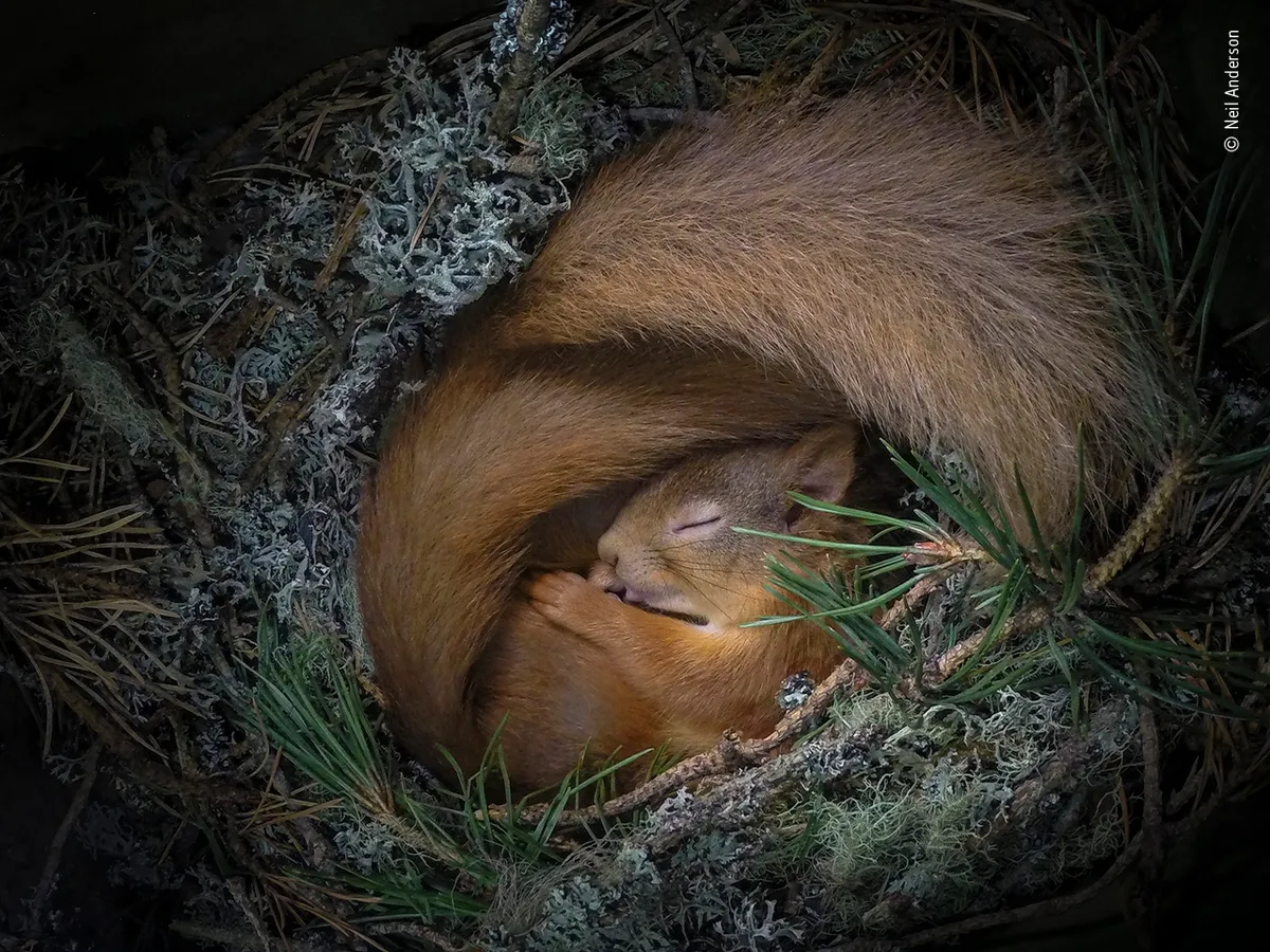 Drey dreaming. © Neil Anderson (UK)/Wildlife Photographer of the Year