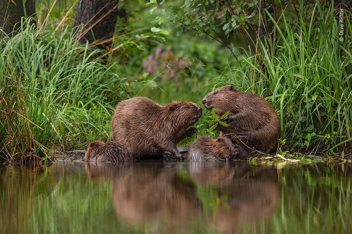 A special moment. © Oliver Richter (Germany)/Wildlife Photographer of the Year