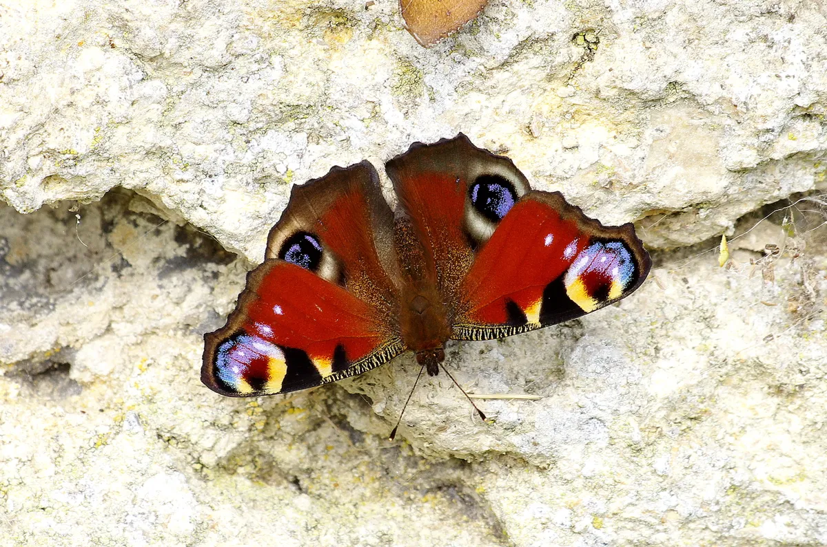A peacock butterfly perched on a stone wall in Wiltshire, UK. © Gary Chalker/Getty