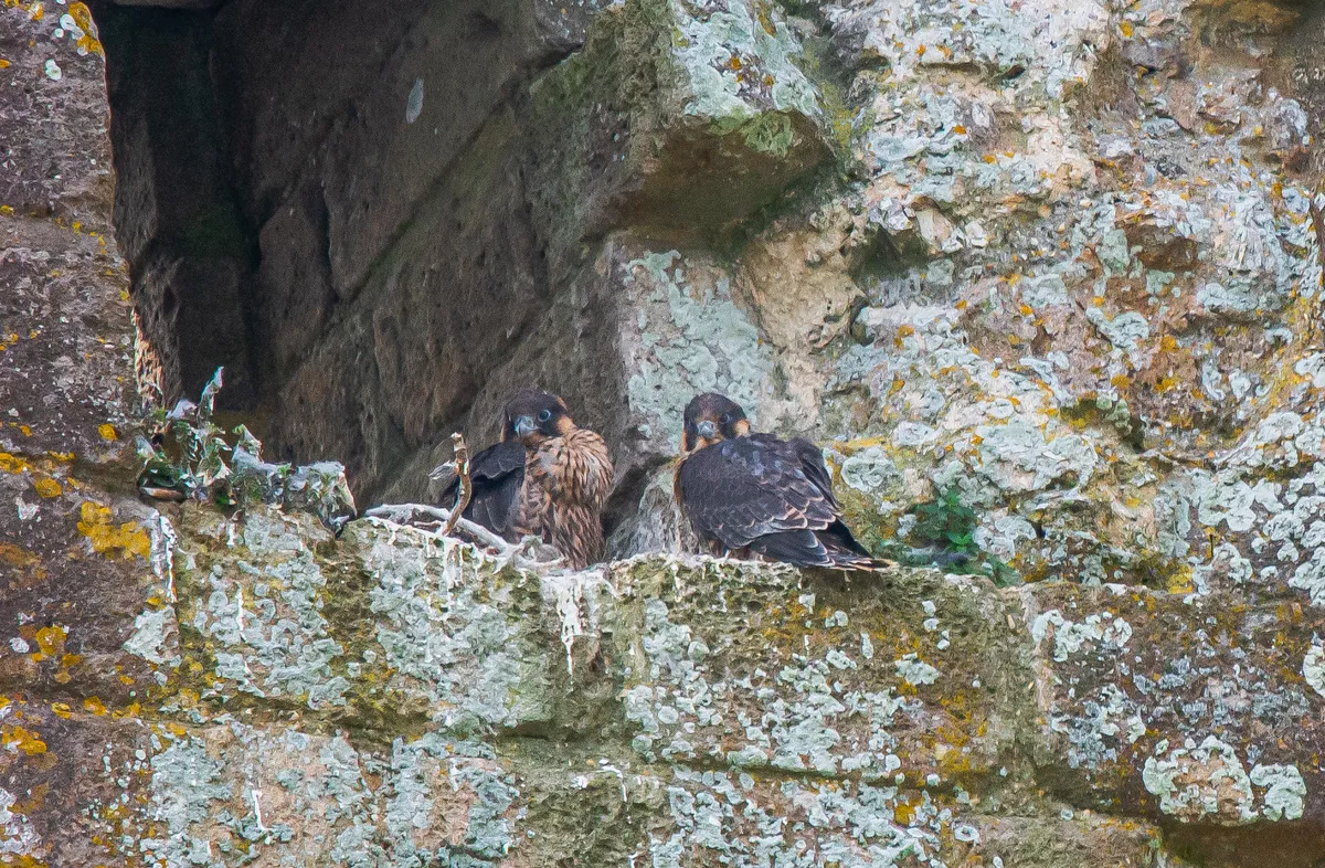 Peregrine Falcon chicks at Corfe Castle. Credit Neil Davidson