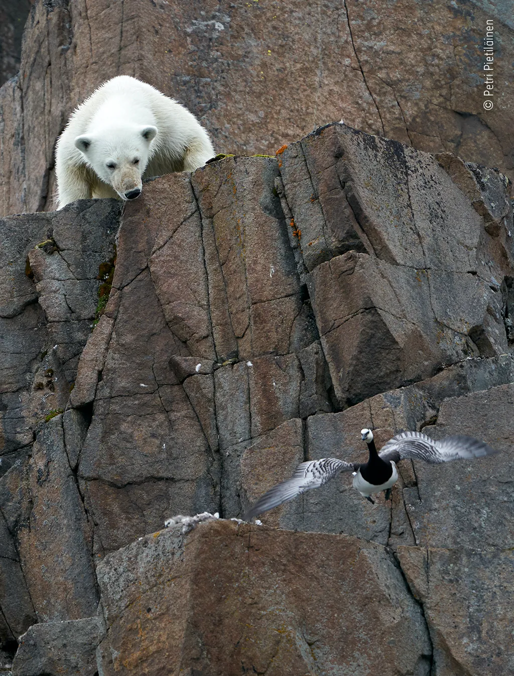 White danger. © Petri Pietiläinen (Finland)/Wildlife Photographer of the Year