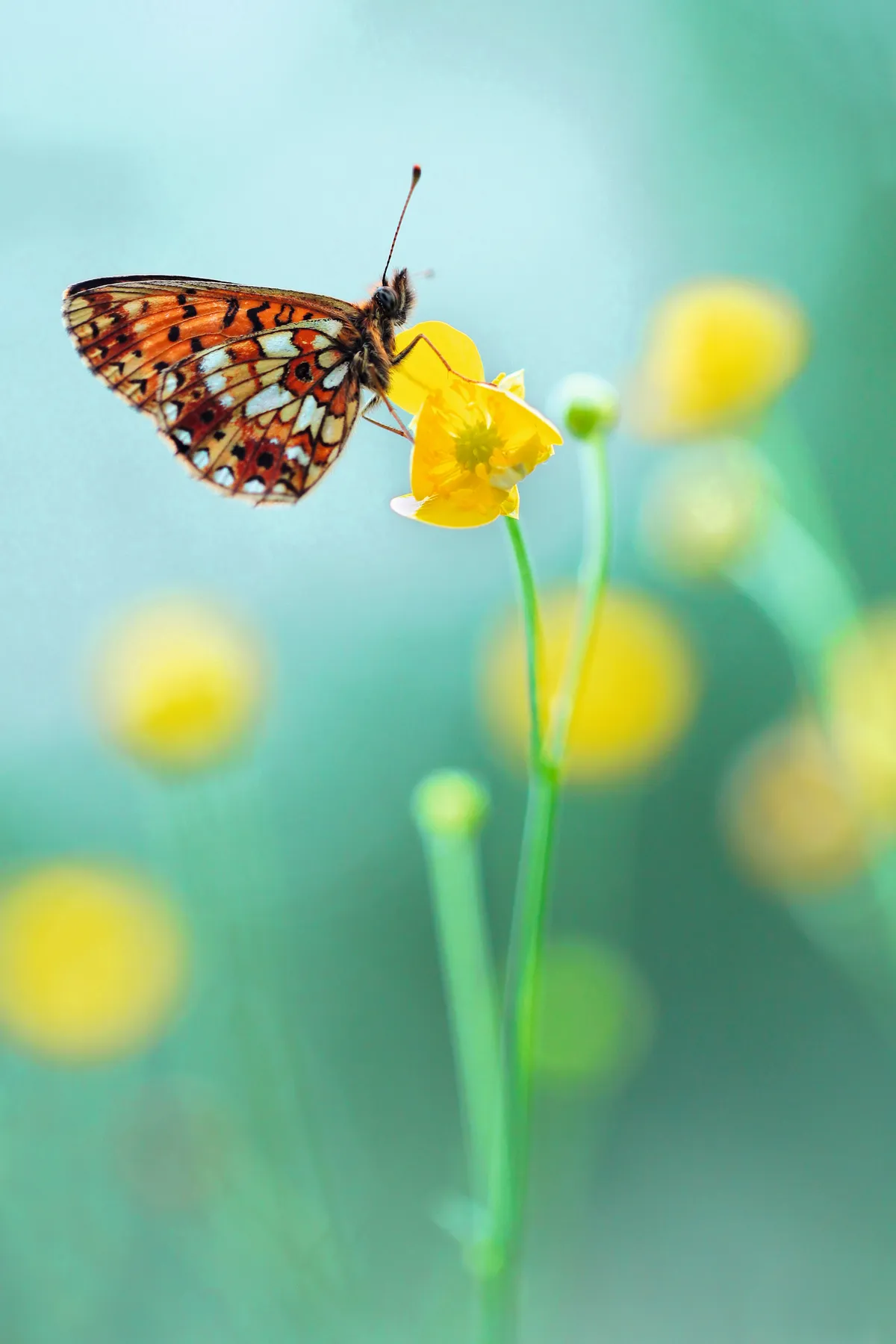 Small pearl-bordered fritillary butterfly. © Mark Mirror/Getty