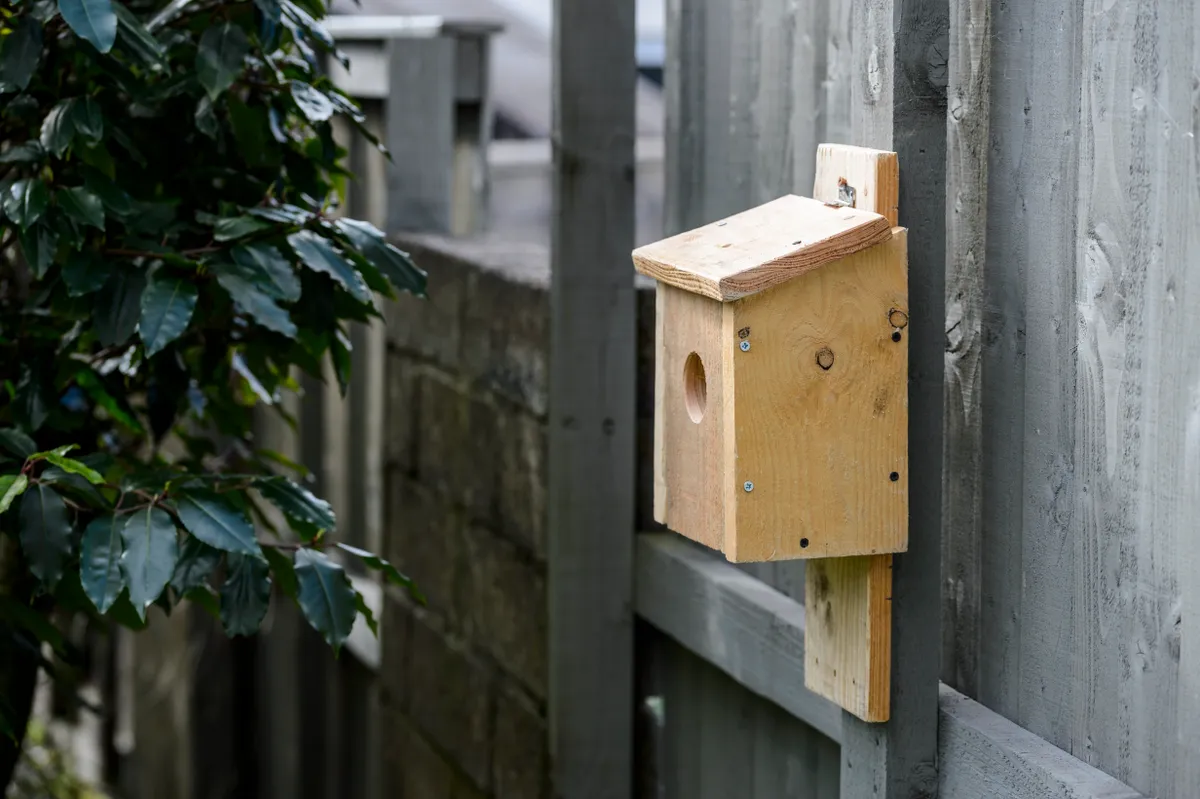 How to attract Birds to your Garden - Dan Rouse (31st March 2020)