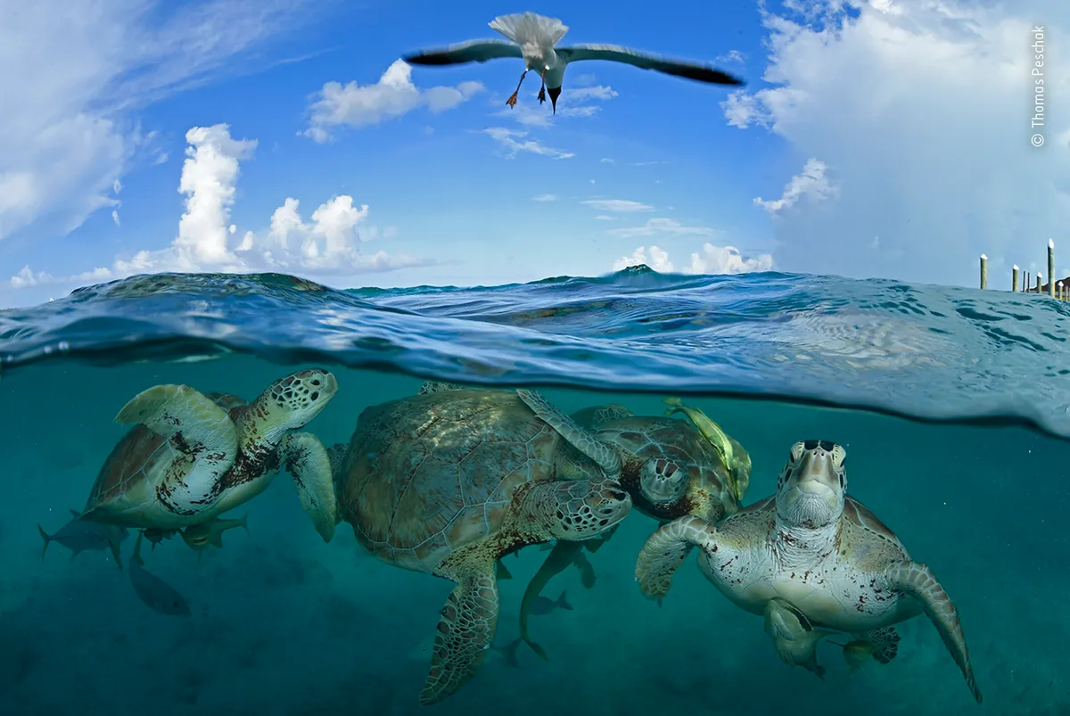Turtle time machine. © Thomas Peschak (Germany/South Africa)/Wildlife Photographer of the Year