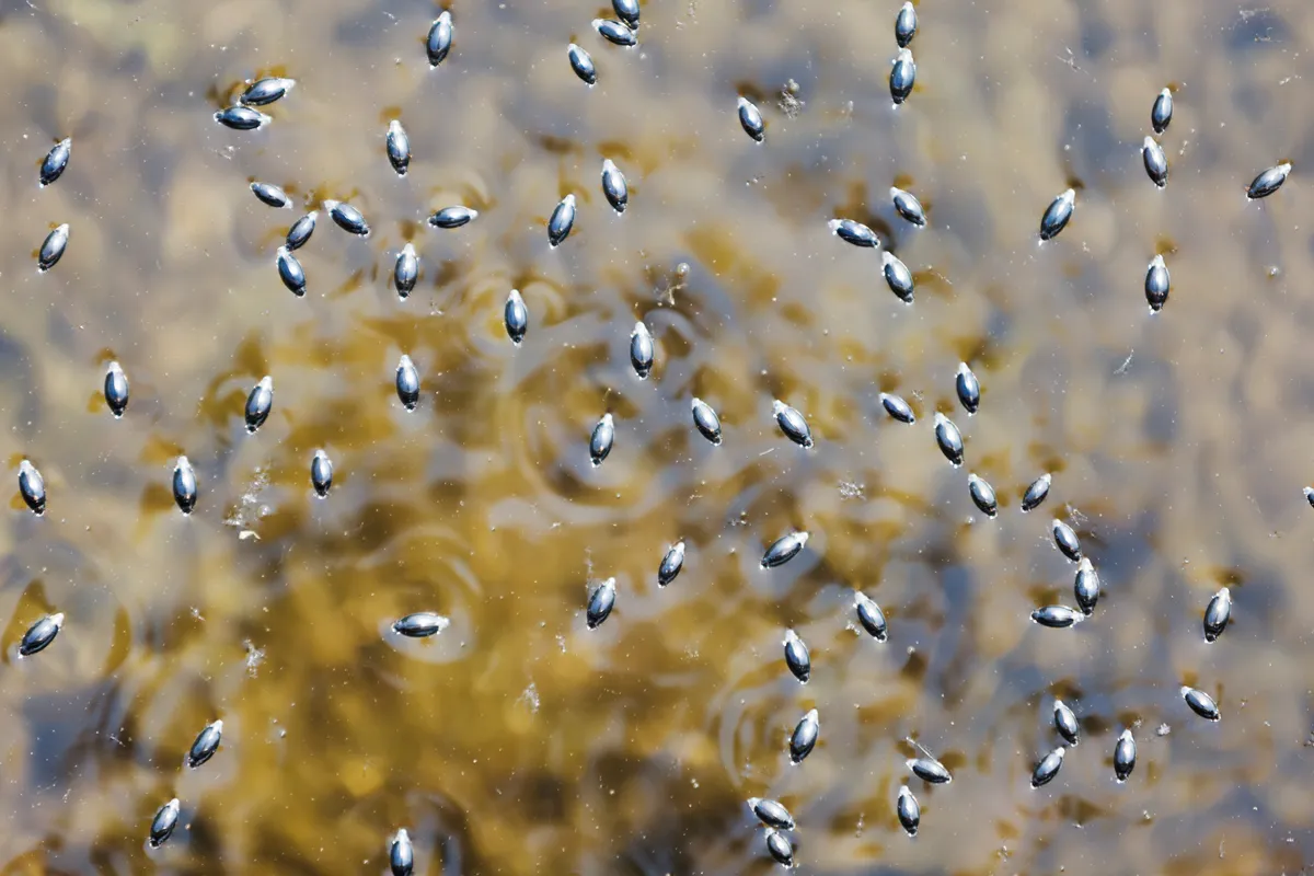 Whirligig beetles swimming on the water surface. © SKHoward/Getty