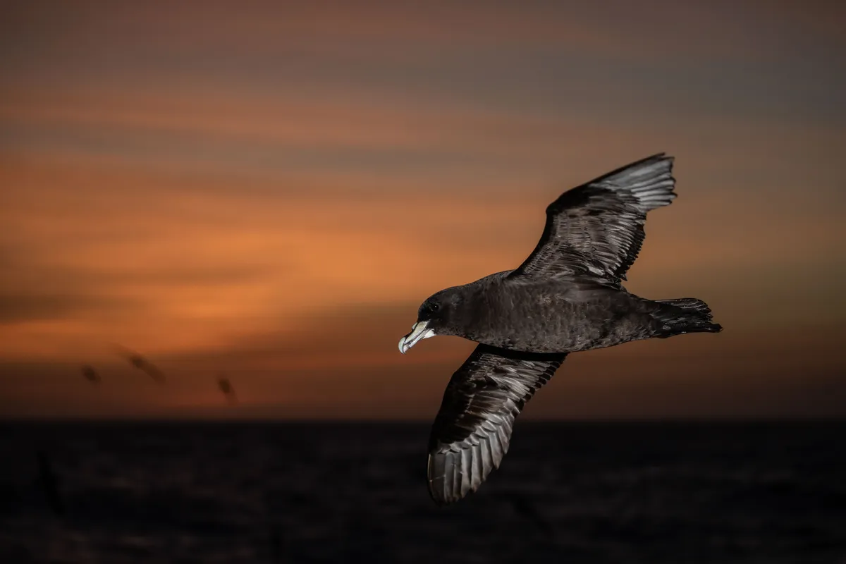 White chinned petrel. © Alistair J King