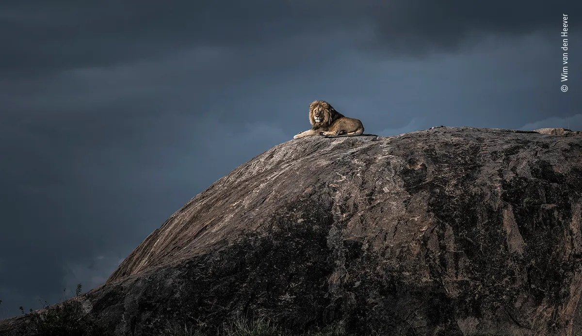 Lion king. © Wim van den Heever (South Africa)/Wildlife Photographer of the Year