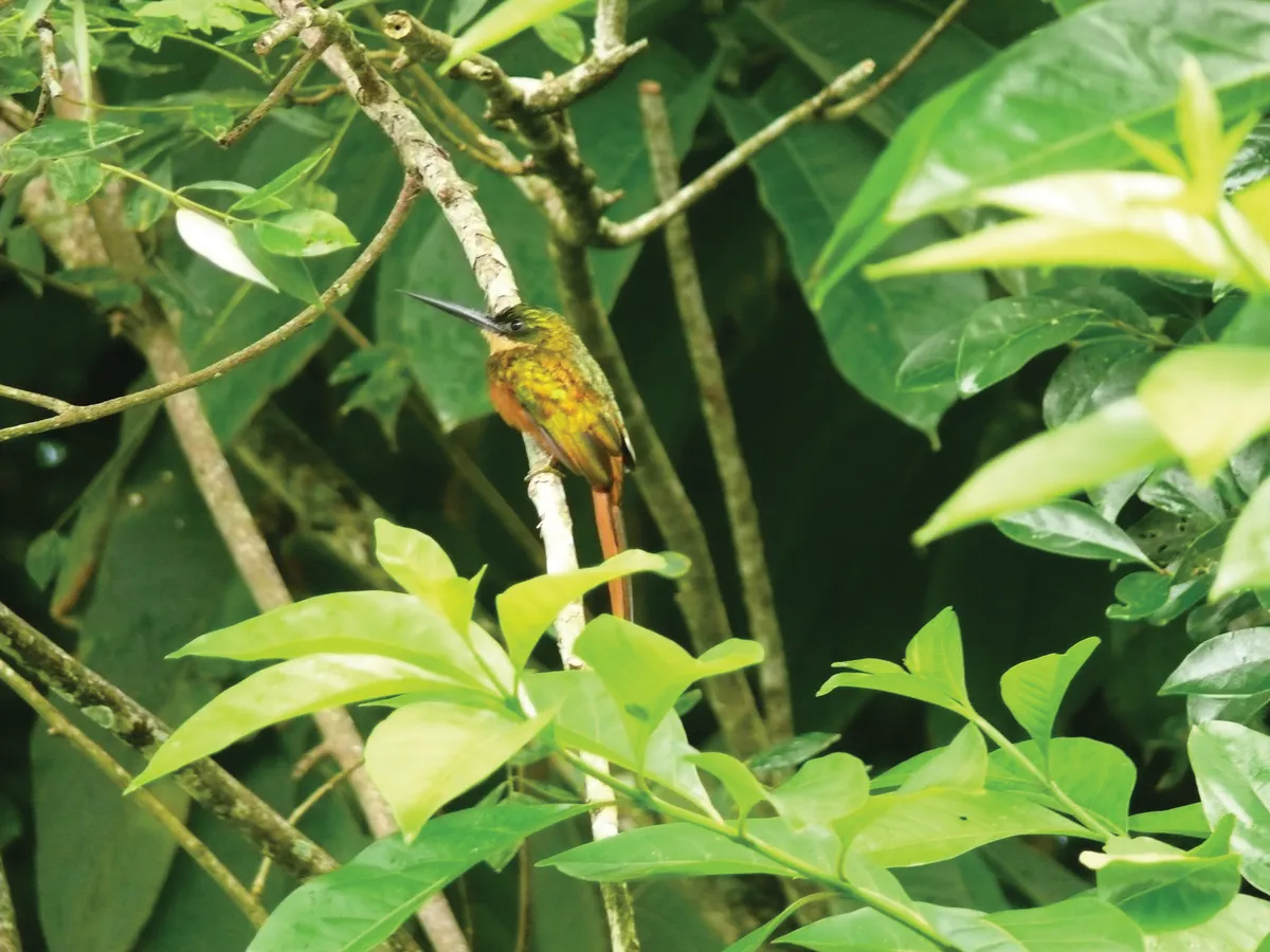 Rufous-tailed jacamar has a distinctive beak/Credit: Tobago Tourism Agency Ltd