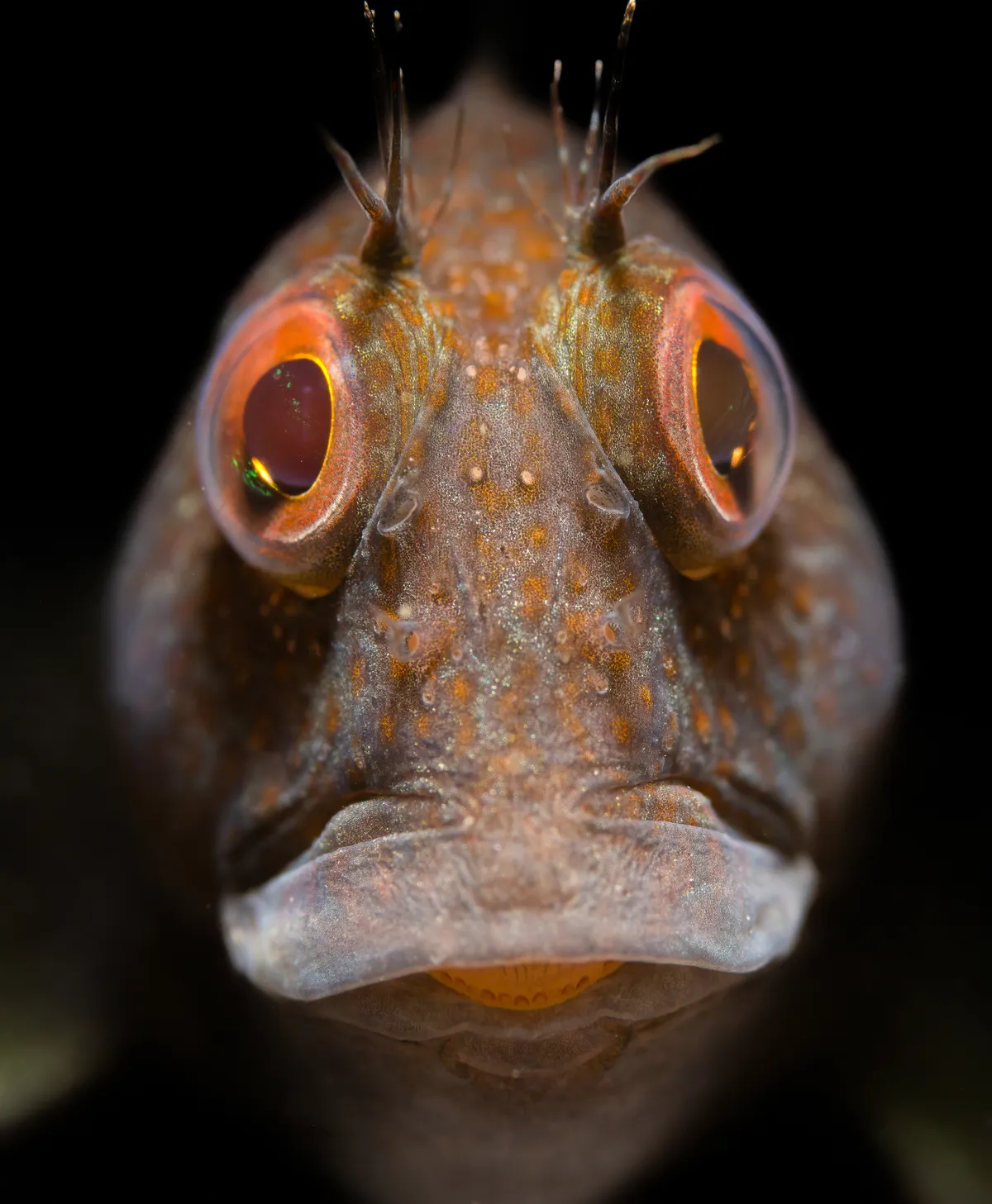 British Waters Macro category: Portrait of a variable blenny, UK. © Malcolm Nimmo (UK)/Underwater Photographer of the Year 2021