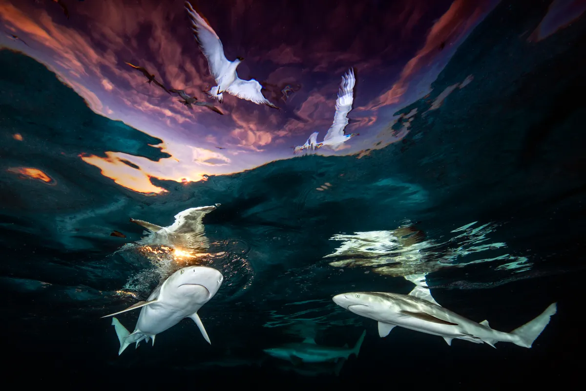 Wide angle category winner, and overall Underwater Photographer of the Year 2021: Sharks' Skylight, French Polynesia. © Renee Capozzola (USA)/Underwater Photographer of the Year 2021